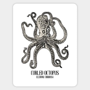 Vintage Octopus Ocean Animal Shirt Sticker